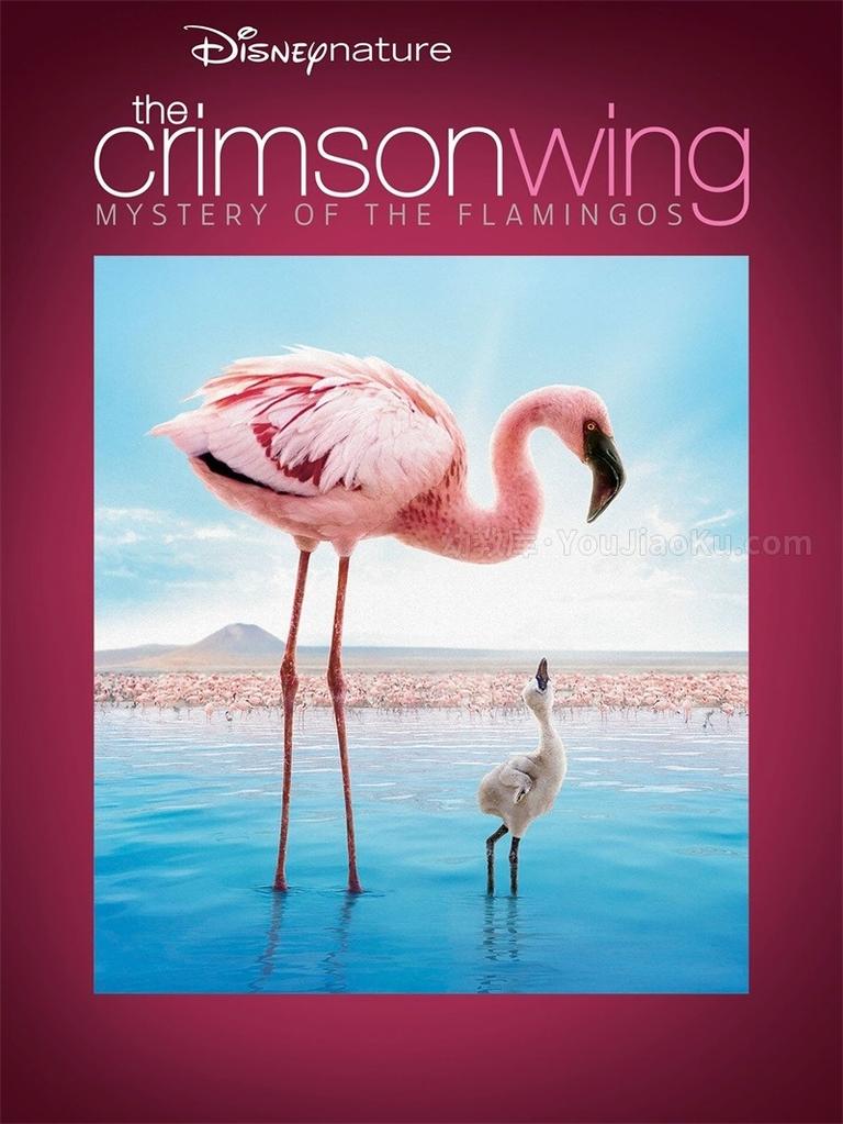 [图片1]-迪士尼纪录片《红色翅膀：火烈鸟故事 The Crimson Wing: Mystery of the Flamingos》全1集 英语中英双字 1080P/MKV/6.55G 动画片红色翅膀：火烈鸟故事全集下载插图-幼教社 - 专业的幼儿早教资料下载基地