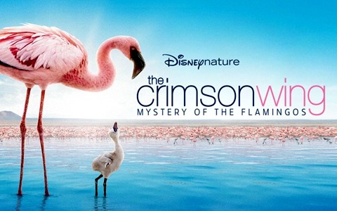 迪士尼纪录片《红色翅膀：火烈鸟故事 The Crimson Wing: Mystery of the Flamingos》全1集 英语中英双字 1080P/MKV/6.55G 动画片红色翅膀：火烈鸟故事全集下载