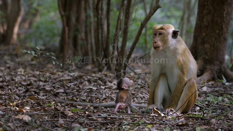 [图片4]-迪士尼纪录片《猴子王国 Monkey Kingdom》全1集 英语中英双字 720P/MKV/4.36 动画片猴子王国全集下载插图-幼教社 - 专业的幼儿早教资料下载基地