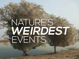 BBC英语纪录片《自然界最怪异的事件 Natures Weirdest Events》全2集 英语版 720P/MKV/1.22G 动画片自然界最怪异的事件全集下载