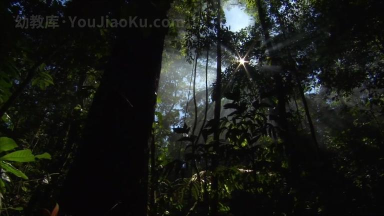 [图片4]-BBC自然地理纪录片《野性巴西 Wild Brazil》全3集 英语版 1080P/MKV/8.27G 动画片野性巴西全集下载插图-幼教社 - 专业的幼儿早教资料下载基地