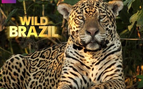 BBC自然地理纪录片《野性巴西 Wild Brazil》全3集 英语版 1080P/MKV/8.27G 动画片野性巴西全集下载