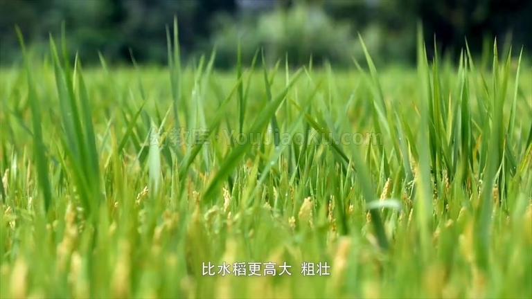 [图片3]-2019央视植物类纪录片《影响世界的中国植物》全10集 国语版 1080P/MP4/8.9G 动画片影响世界的中国植物全集下载插图-幼教社 - 专业的幼儿早教资料下载基地