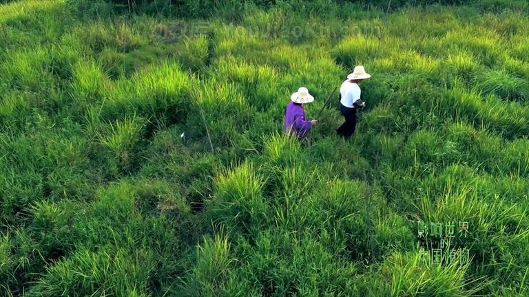 [图片4]-2019央视植物类纪录片《影响世界的中国植物》全10集 国语版 1080P/MP4/8.9G 动画片影响世界的中国植物全集下载插图-幼教社 - 专业的幼儿早教资料下载基地