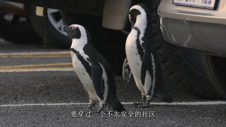 [图片2]-英语纪录片《企鹅小镇 Penguin Town》全8集 国语中英双字 1080P/MP4/7.20G 动画片企鹅小镇全集下载插图-幼教社 - 专业的幼儿早教资料下载基地