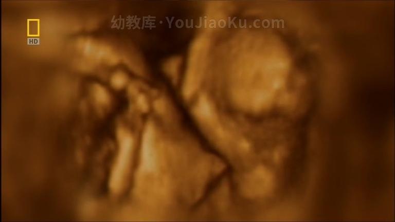 [图片4]-亲子纪录片《子宫日记：人类篇 In the Womb》英语中字 720P/MKV/2.19G 让宝宝知道自己是怎么来的插图-幼教社 - 专业的幼儿早教资料下载基地