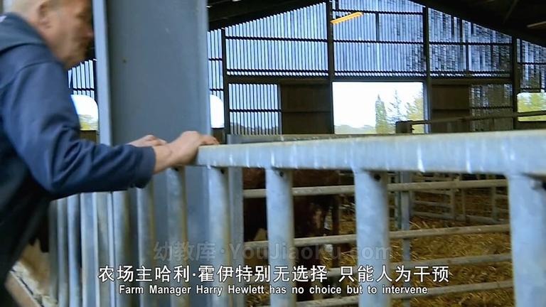 [图片5]-亲子纪录片《动物的母性 Animal Maternity》全6集 英语中英双字 1080P/MP4/5.73G 动物纪录片下载插图-幼教社 - 专业的幼儿早教资料下载基地