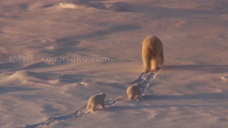 [图片2]-BBC科普动画片《安迪的动物宝宝 Andy’s Baby Animals》全20集 国语中字 1080P/MP4/2.13G 儿童科普动画片下载插图-幼教社 - 专业的幼儿早教资料下载基地