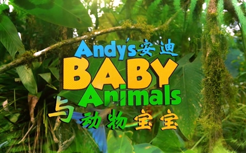 BBC科普动画片《安迪的动物宝宝 Andy’s Baby Animals》全20集 国语中字 1080P/MP4/2.13G 儿童科普动画片下载