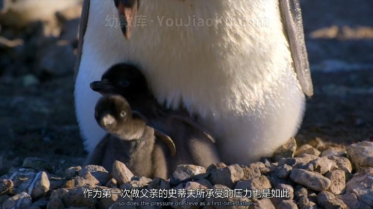 [图片4]-迪士尼纪录片《企鹅 Penguins》全1集 国语中英双字 1080P/MP4/2.33G 动画片企鹅小萌萌全集下载插图-幼教社 - 专业的幼儿早教资料下载基地