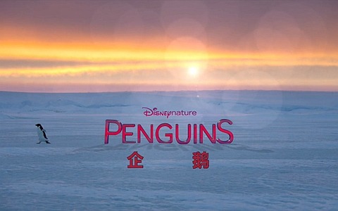 迪士尼纪录片《企鹅 Penguins》全1集 国语中英双字 1080P/MP4/2.33G 动画片企鹅小萌萌全集下载